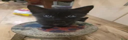 Mixed Breed cats for sale: Black Kittens in Cardiff - Advert 2