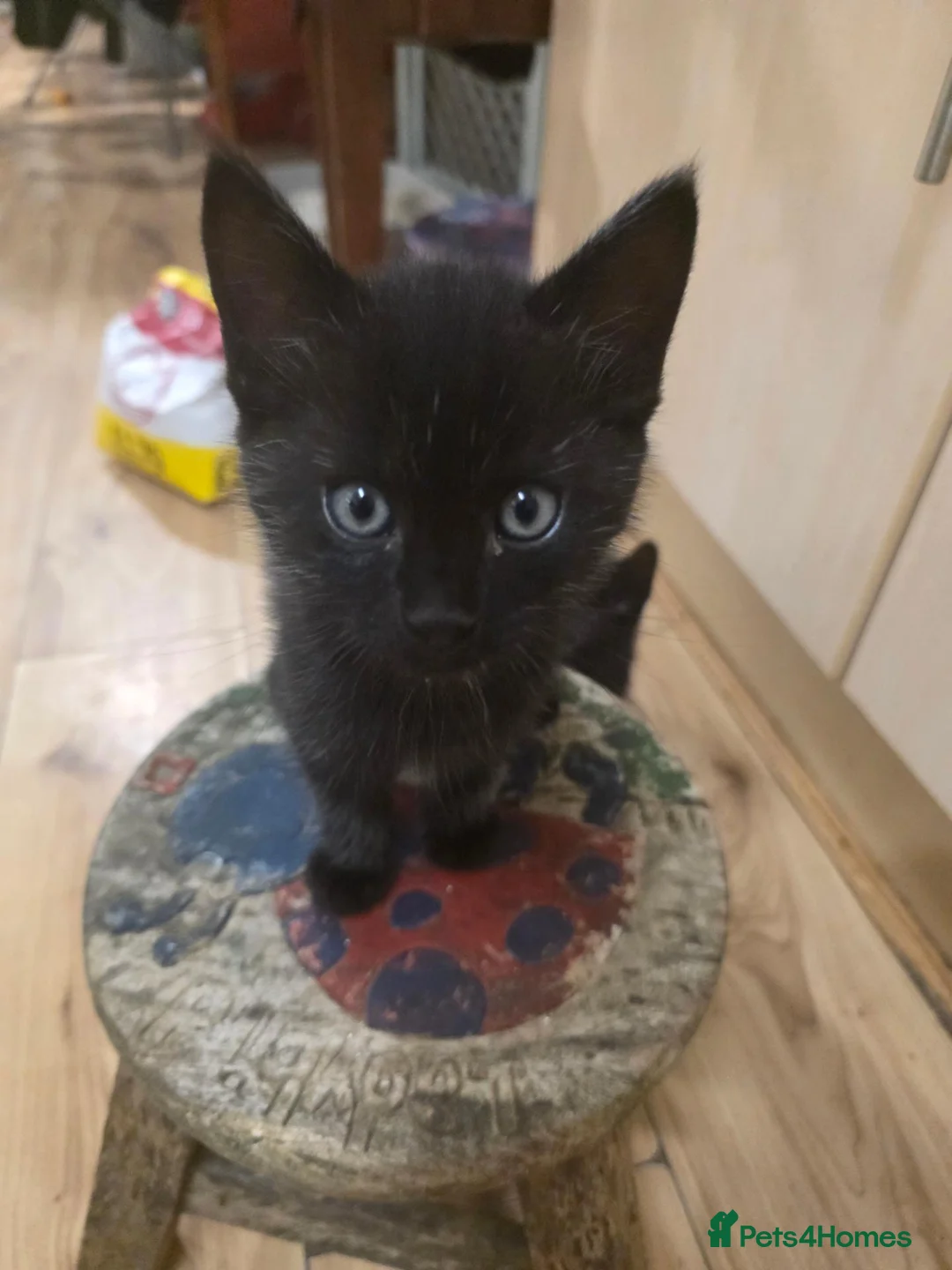 Mixed Breed cats for sale: Black Kittens in Cardiff - Advert 2
