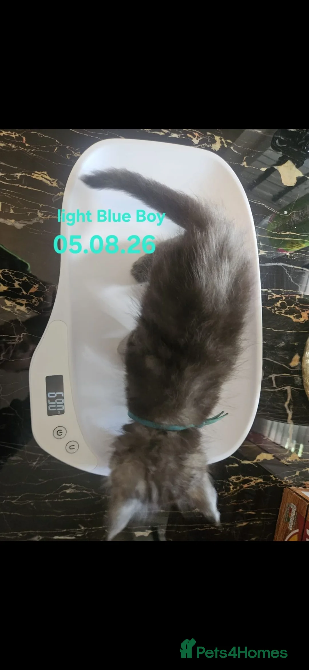Maine Coon cats for sale: TICA Registered Maine Coon Kittens. - Advert 2