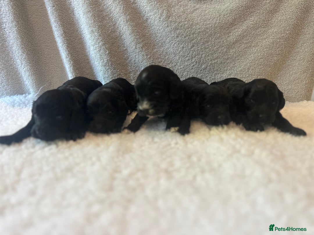 Cockapoo dogs for sale: F1 Cockapoo puppies  - Image 3
