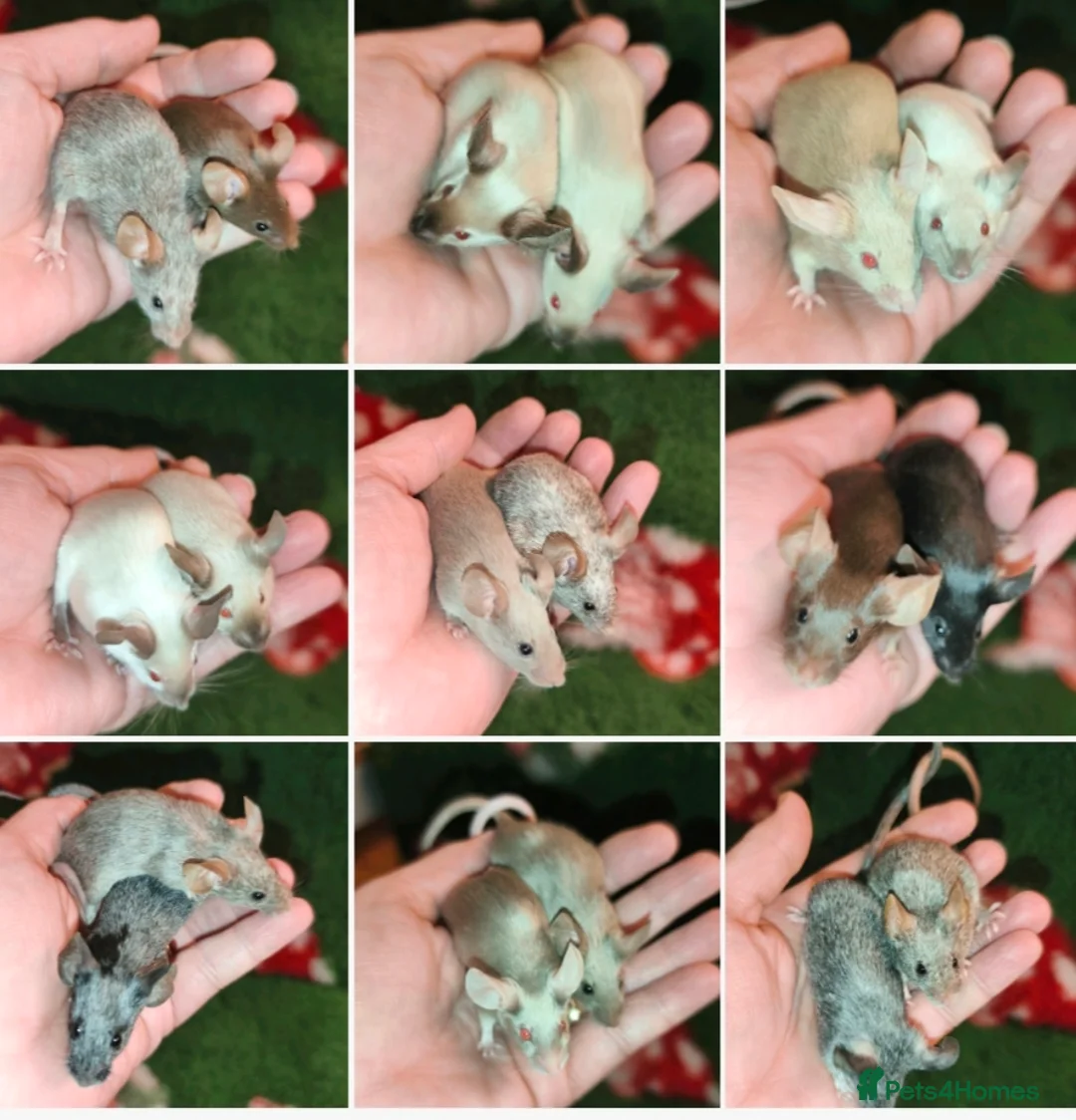 Mouse rodents for sale: Beautiful female mice available  - Advert 1