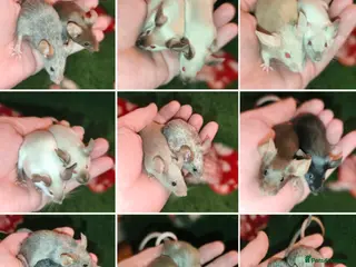 Mouse rodents Beautiful female mice available - Advert 1