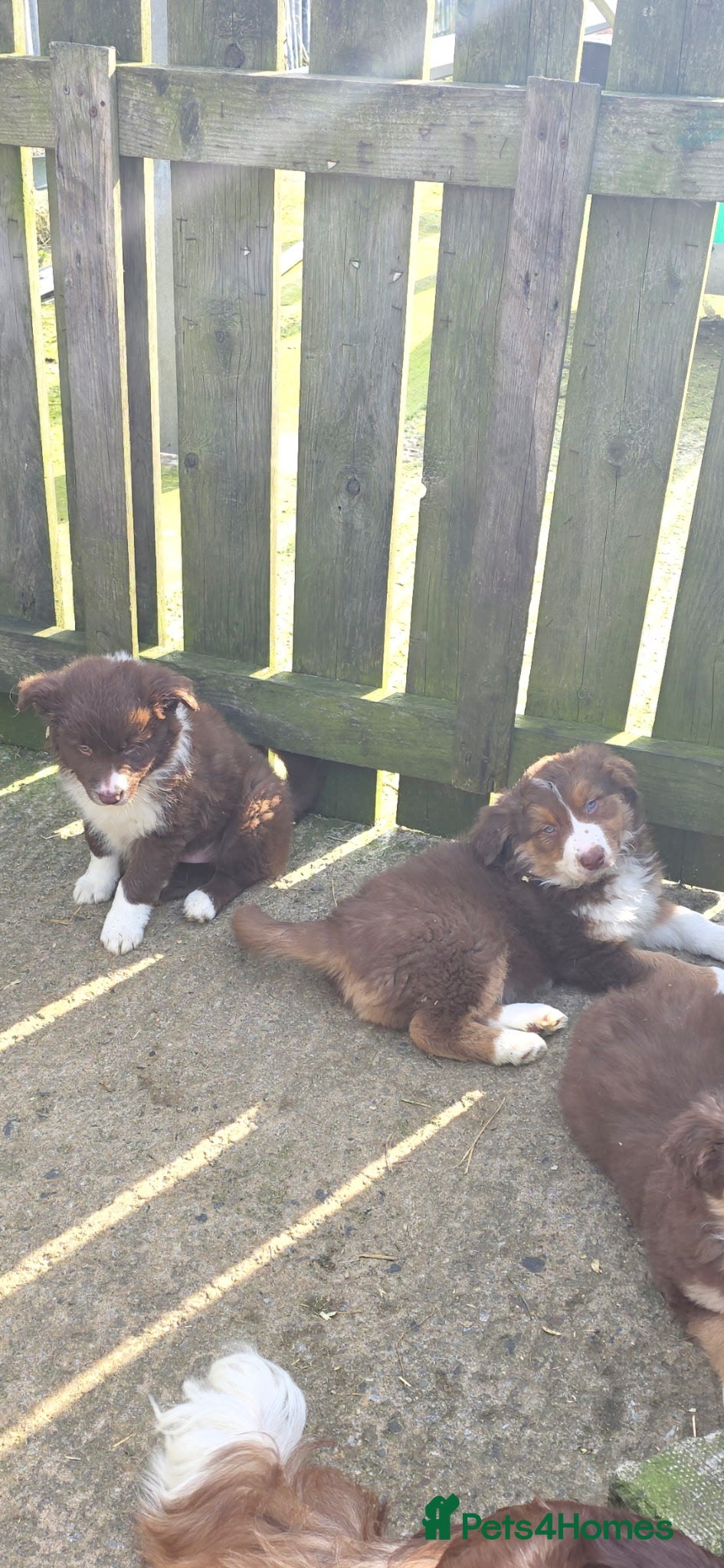 Border Collie dogs Border Collie puppies - Advert 5