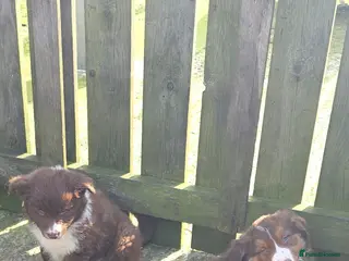 Border Collie dogs Border Collie puppies - Advert 5