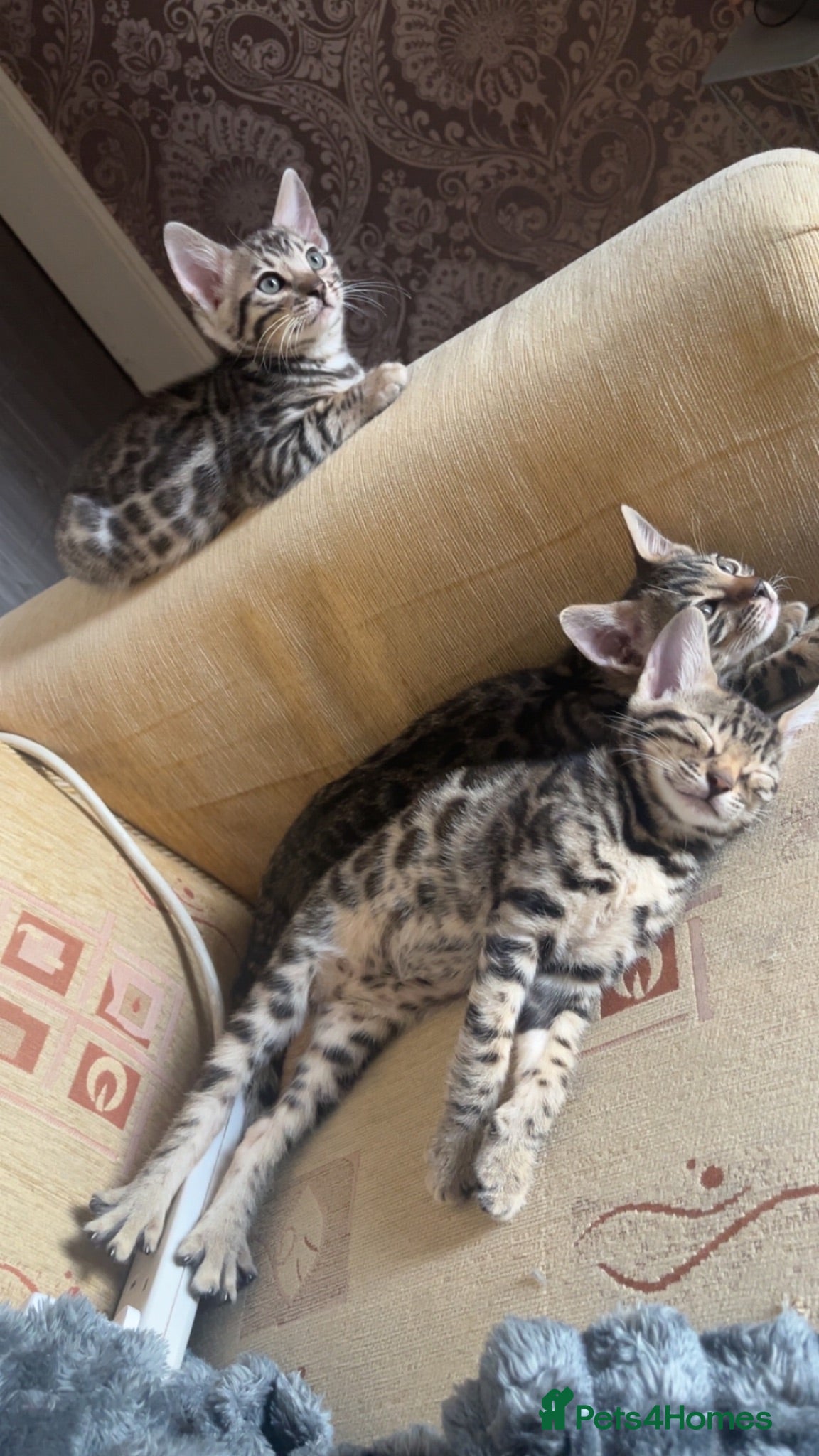 Bengal cats for sale: 😻MagicalBengal’s 2 last girls left  ! 🐆 - Advert 2