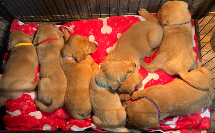 Labrador Retriever dogs - Advert 5