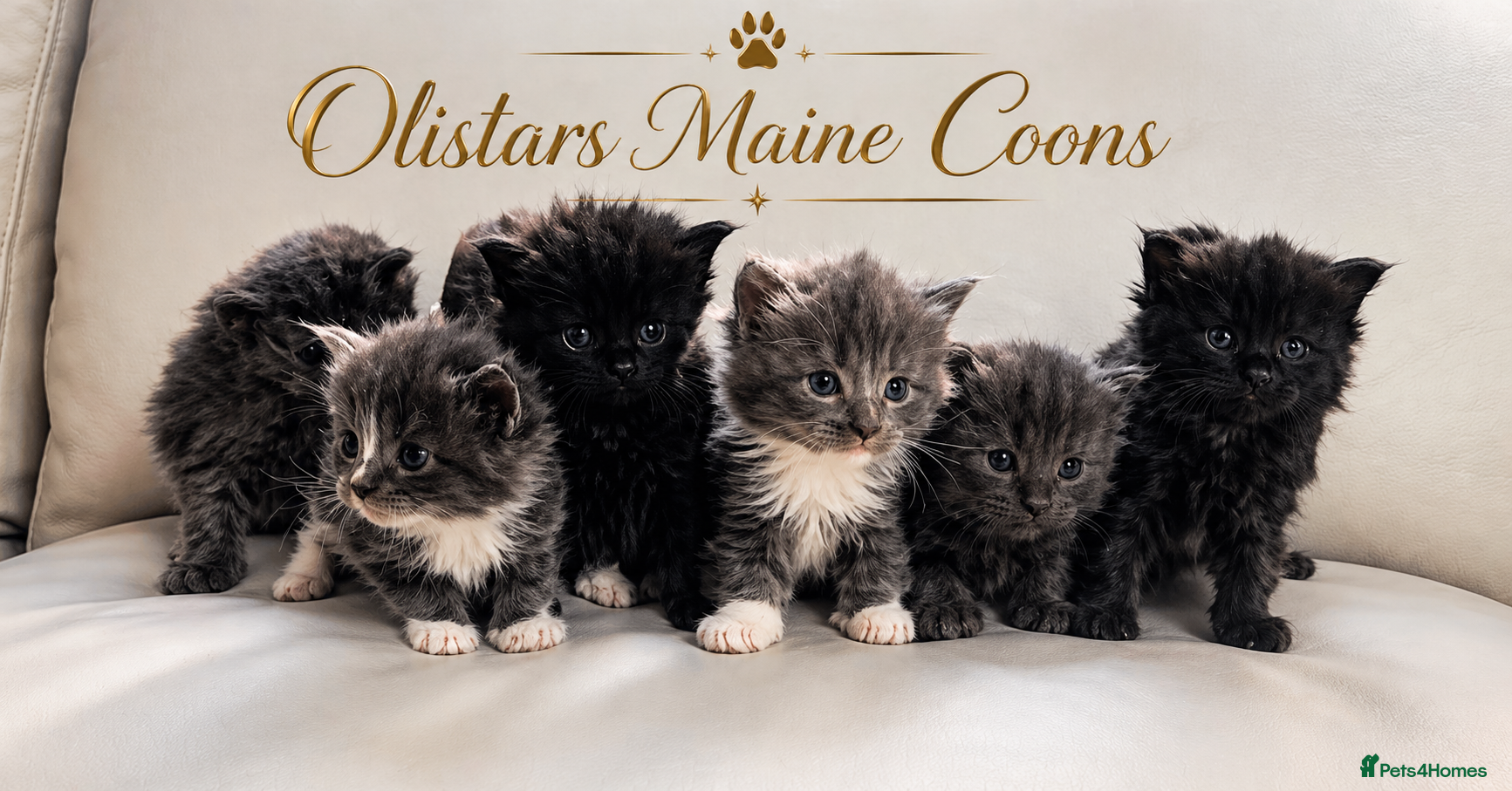 Maine Coon cats for sale: XXL MAINE COON KITTENS-READY JULY - Advert 3