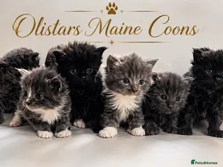 Maine Coon cats for sale: XXL MAINE COON KITTENS-READY JULY - Advert 3