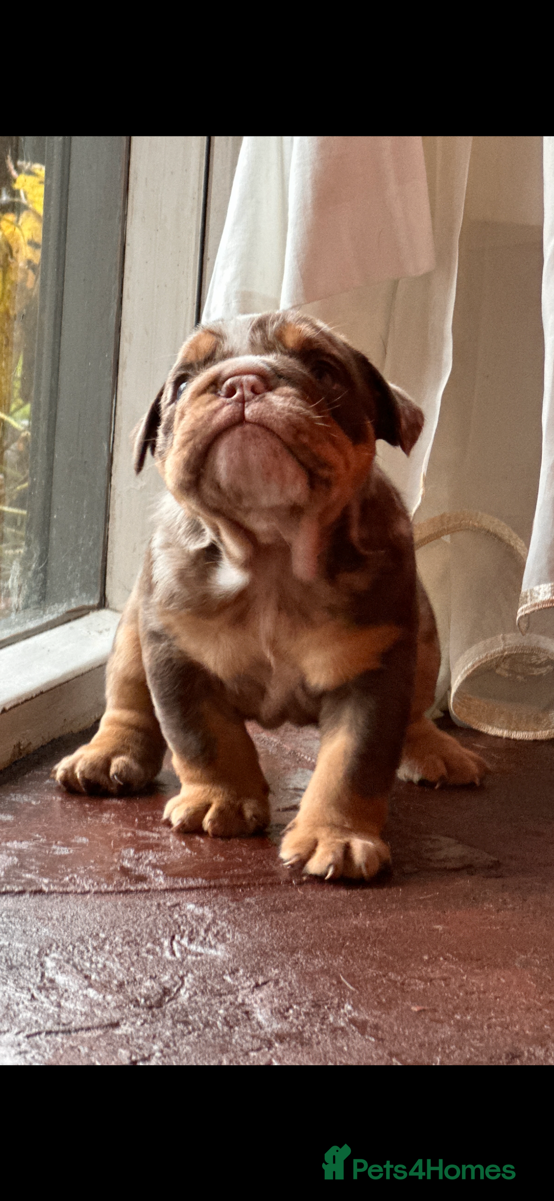 English Bulldog dogs for sale: English bulldogs  - Advert 12