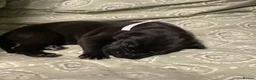 Great Dane dogs for sale: Great Dane puppies for sale - Advert 15