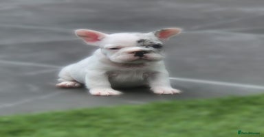 French Bulldog dogs - Advert 11