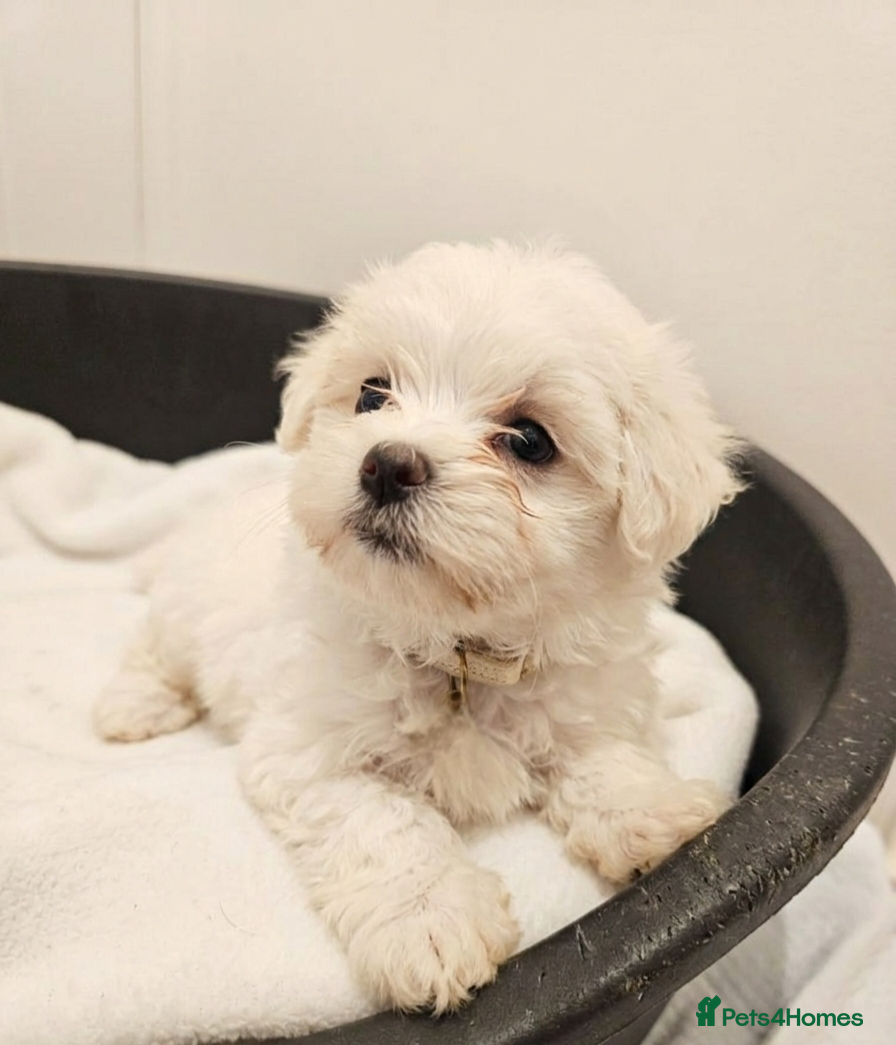 Mixed Breed dogs Bichon puppies  - Advert 12