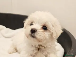 Mixed Breed dogs Bichon puppies - Advert 12