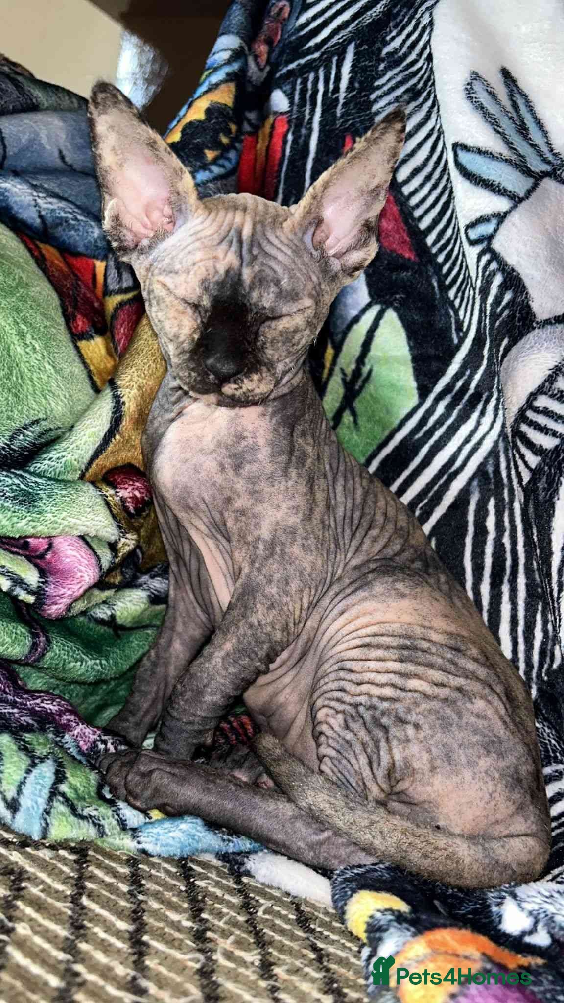Sphynx cats 3 Beautiful female Sphynx x DSH kittens - Advert 7