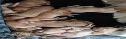 Cocker Spaniel dogs for sale: Cocker spaniel puppies for sale  in Newquay - Advert 18