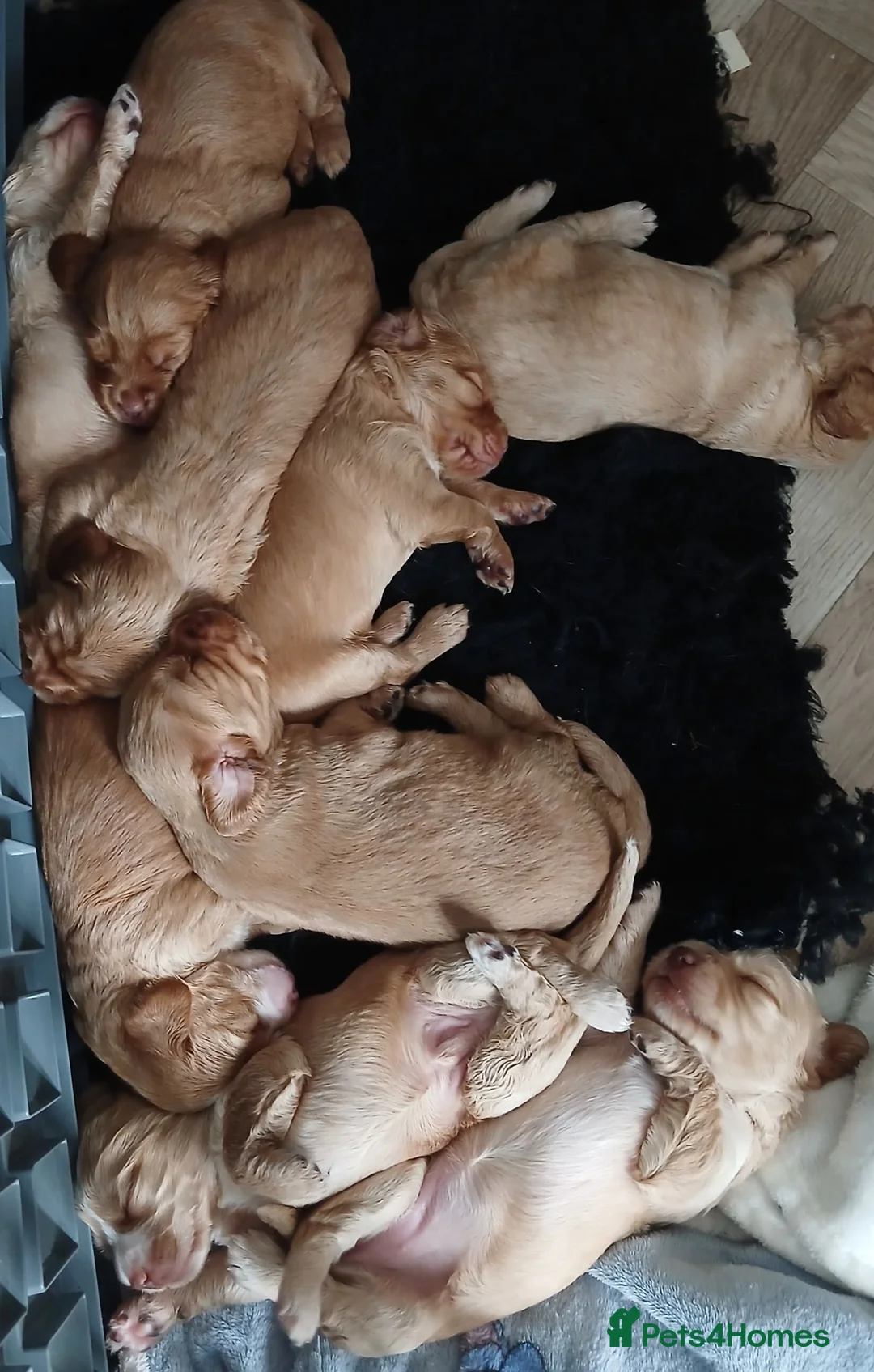 Cocker Spaniel dogs for sale: Cocker spaniel puppies for sale  in Newquay - Advert 18