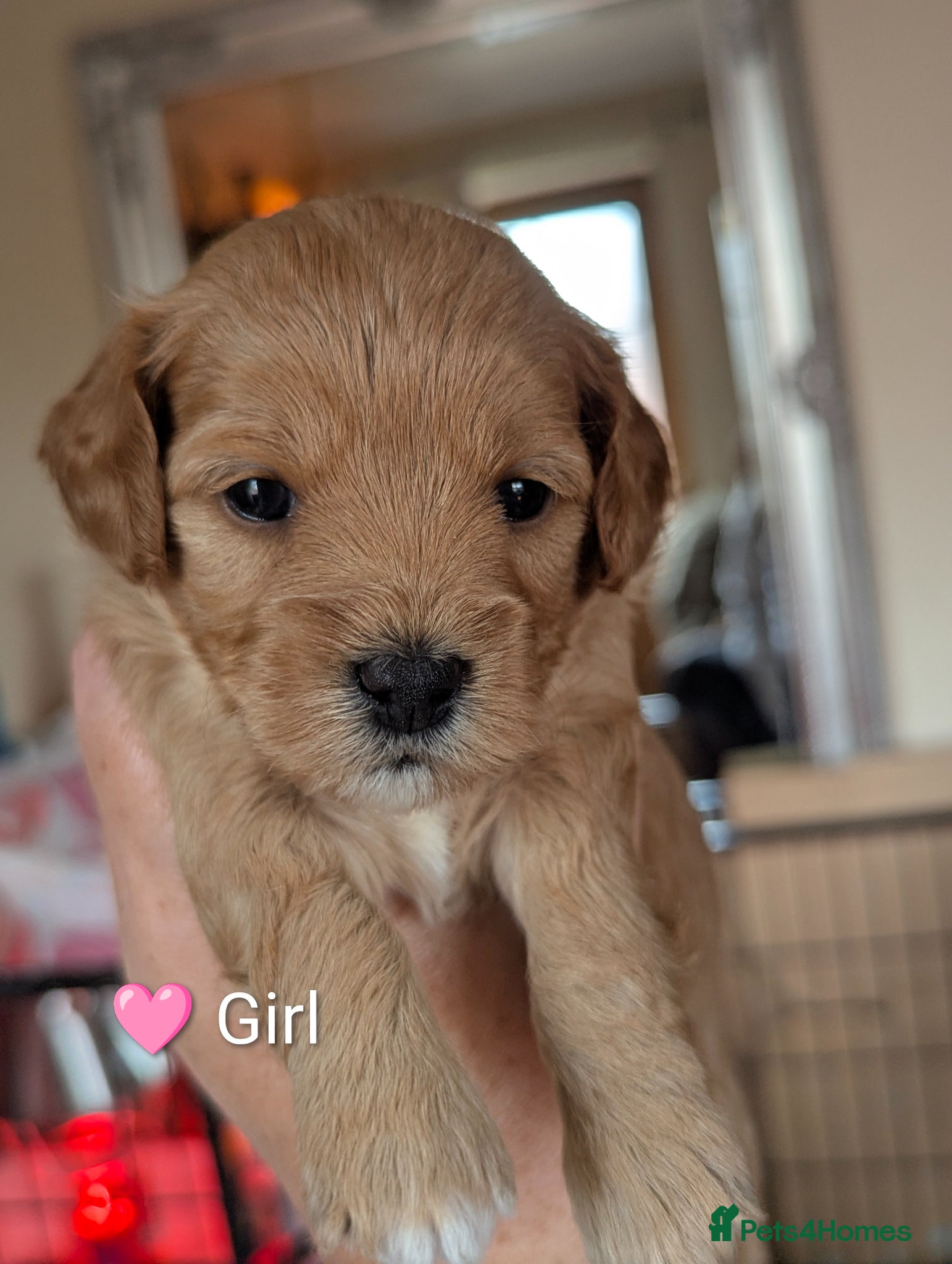 Cavapoo dogs Beautiful Cavapoo Puppies – Ready Soon 🐾 4💙 2🩷 - Advert 9