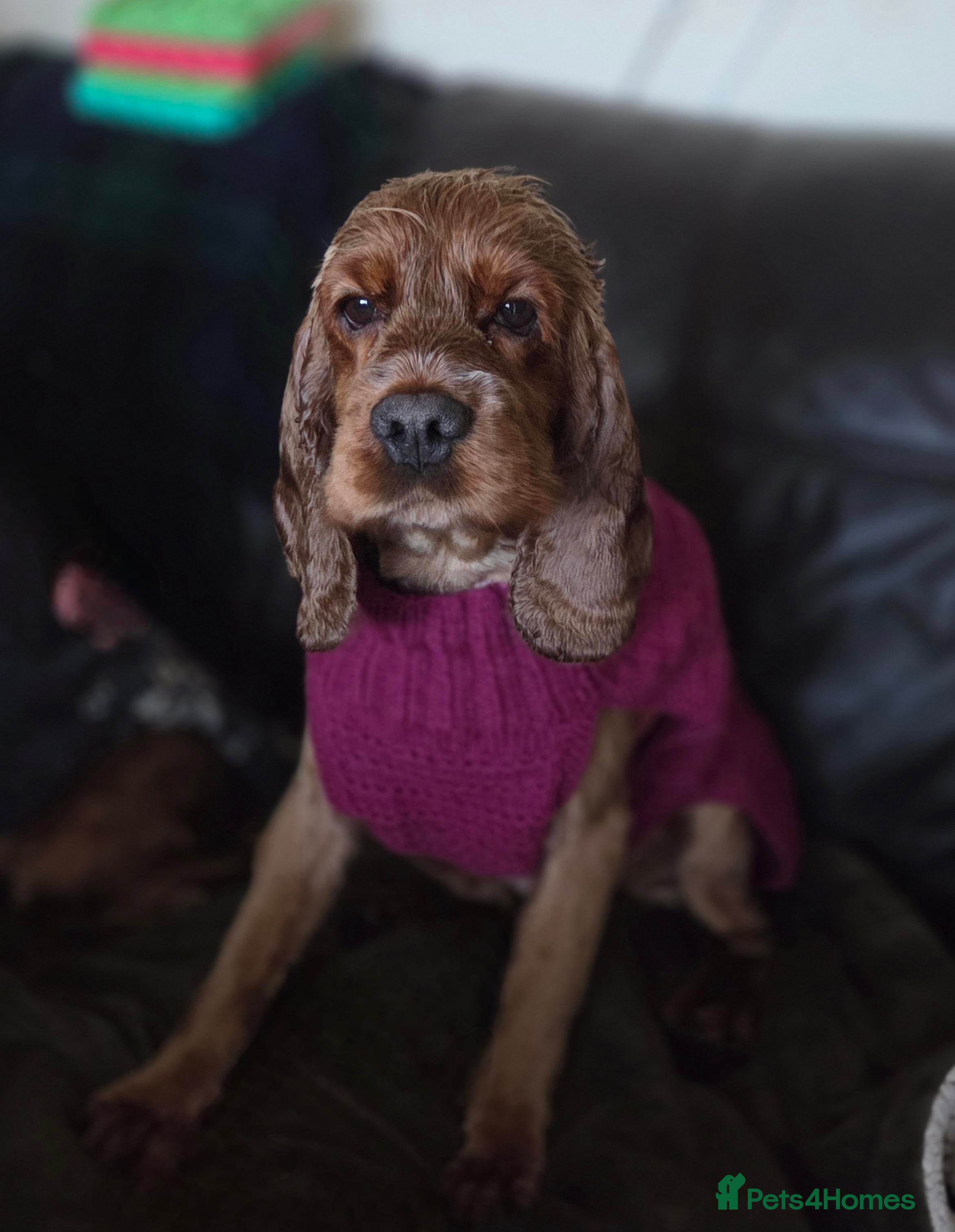 Cocker Spaniel dogs Chicken -  looking for her bestest life  - Advert 6