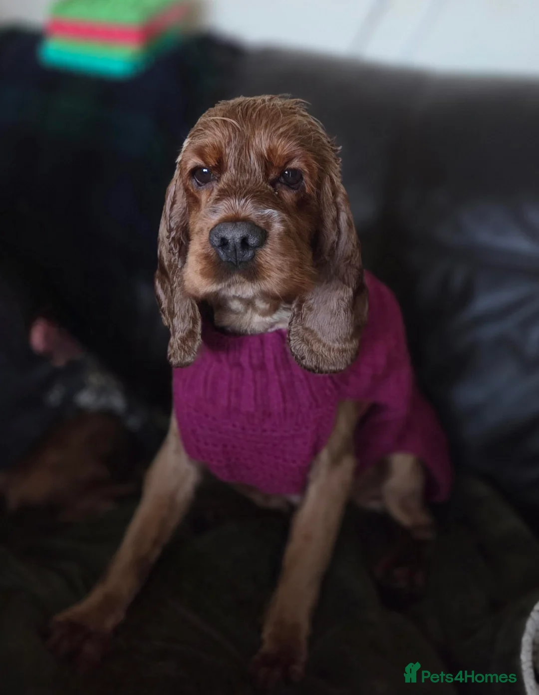 Cocker Spaniel dogs for adoption: Chicken -  looking for her bestest life  - Advert 1