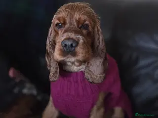 Cocker Spaniel dogs Chicken - looking for her bestest life - Advert 6