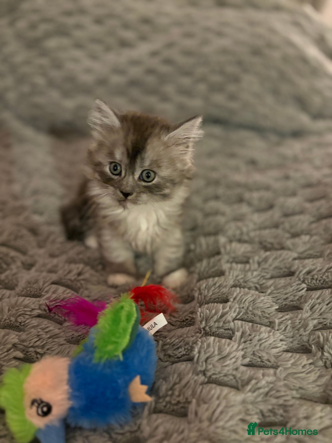 Mixed Breed cats for sale: Stunning Maine coon x Scottish Fold kittens - Advert 17