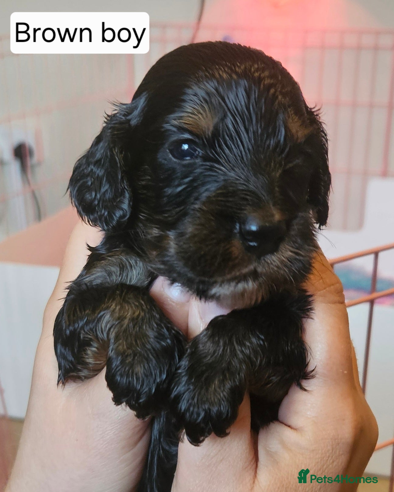 Cockapoo dogs Licensed insured breeder! Show cockapoo boys only  - Advert 2