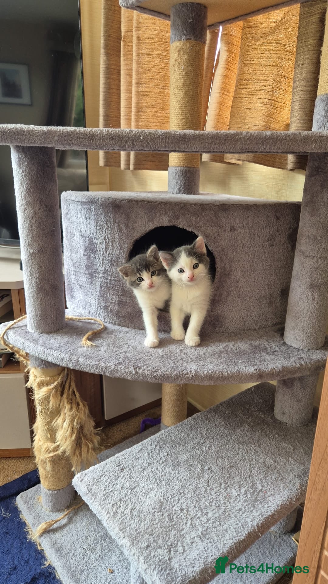 British Shorthair cats Kittens for sale  - Advert 18