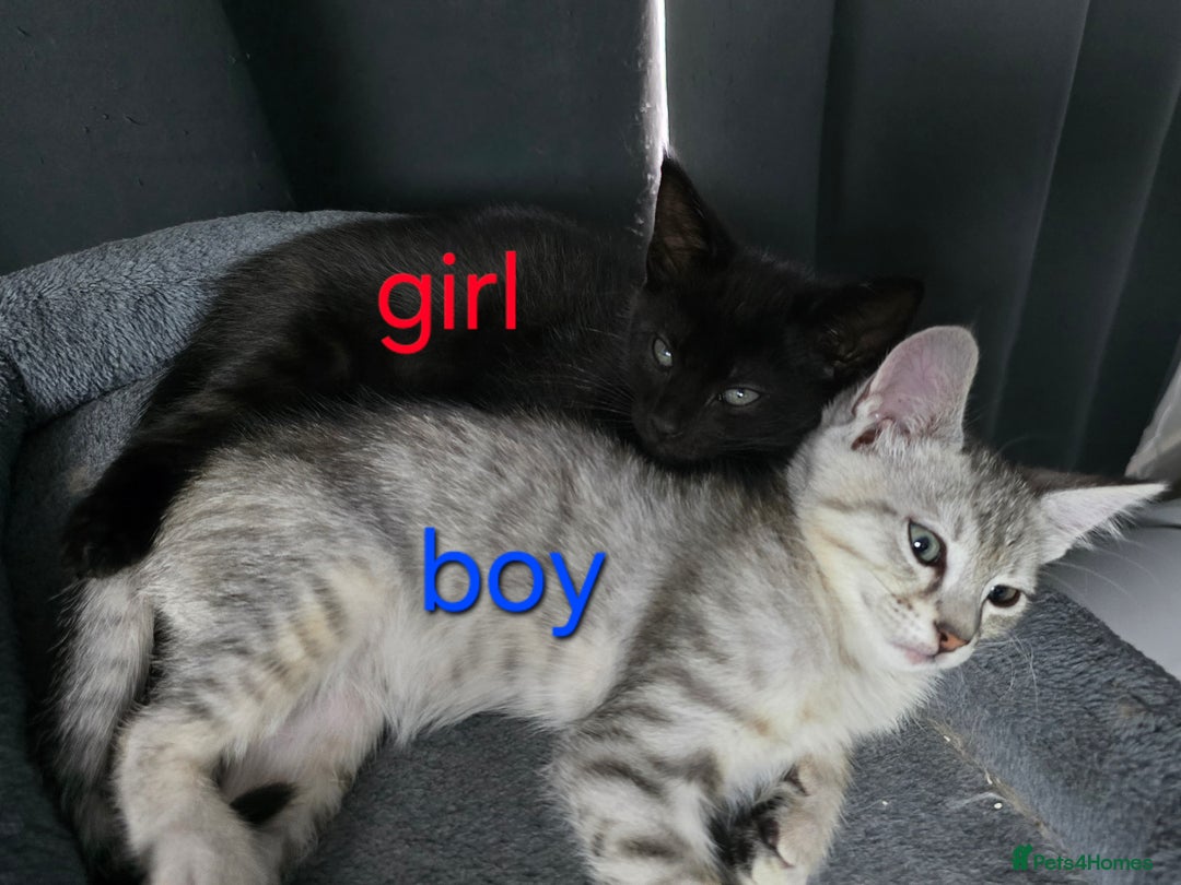 Mixed Breed cats for sale: Mixed breed kittens - Image 4