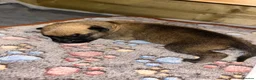 Mixed Breed dogs for sale: Belgian Malinois X  in Selkirk - Advert 16