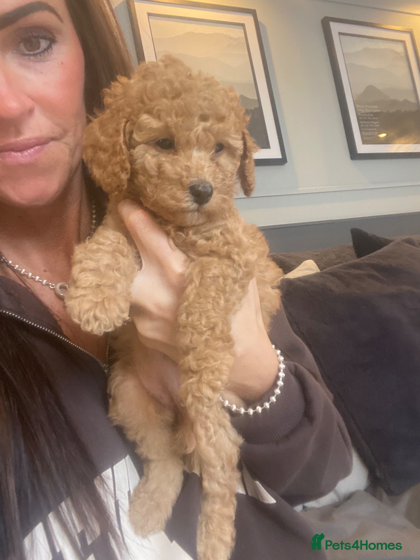 Cockapoo dogs for sale: STUNNING RED COCKAPOO PUPPIES - Advert 2