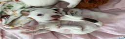 Jack Russell dogs for sale: Stunning Miniature Jack Russell Puppies!!! - Advert 9