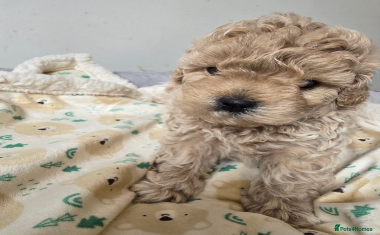Shihpoo dogs - Advert 1
