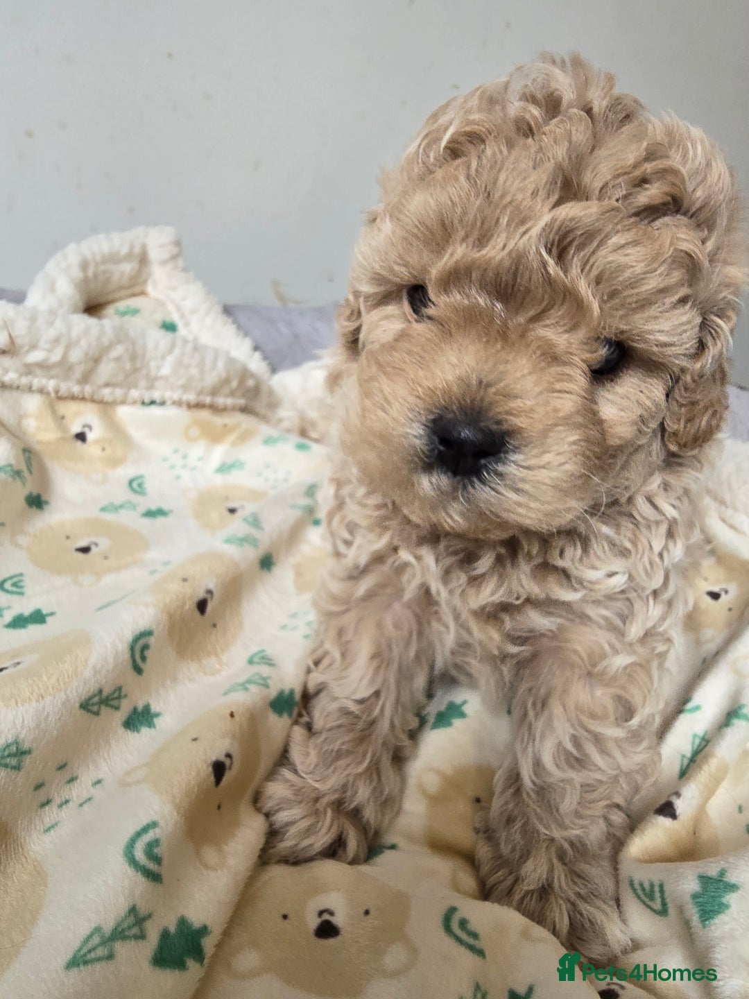 Shihpoo dogs for sale: 🐾 Adorable Shihpoo Puppies 🐾 - Image 1
