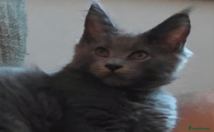 Maine Coon cats - Advert 1