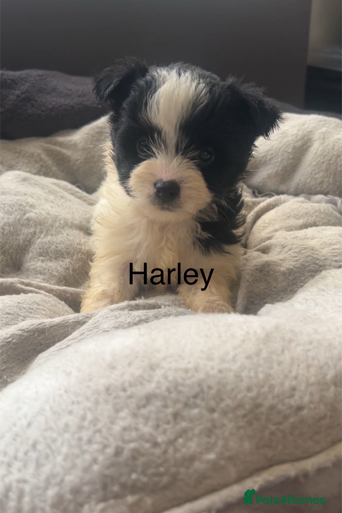 Biewer Terrier dogs Beautiful Biewer terrier puppies for sale  - Advert 1