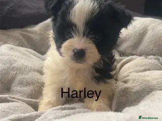 Biewer Terrier dogs Beautiful Biewer terrier puppies for sale - Advert 7