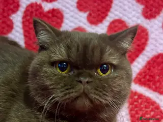 British Shorthair cats Chocolate British shorthair female - Advert 2