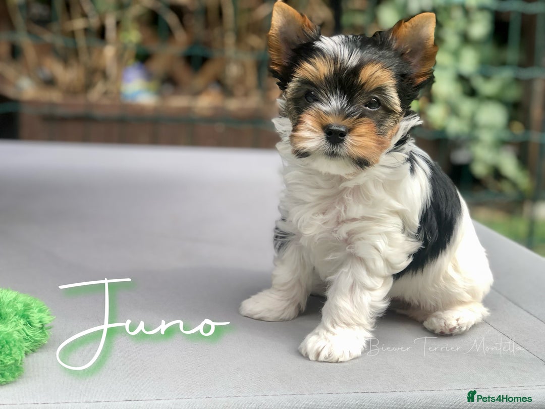 Yorkie Poo All About Yorkies Yorkie Poo Puppies For Sale