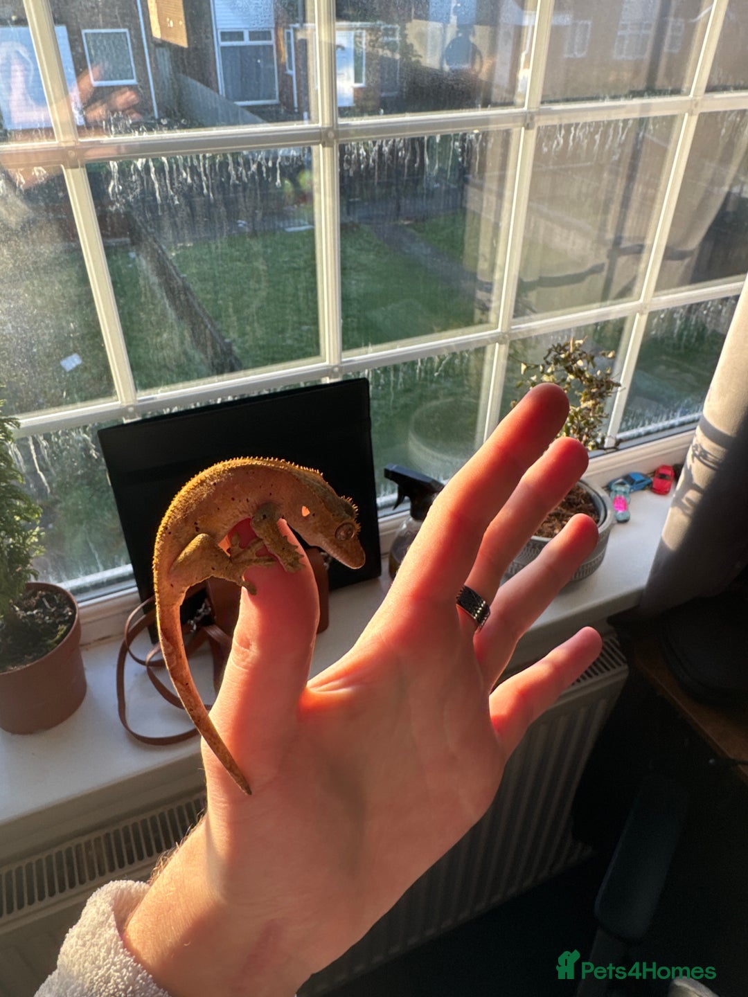 Gecko reptiles for sale: Two 6 month crested geckos with full set up - Advert 4