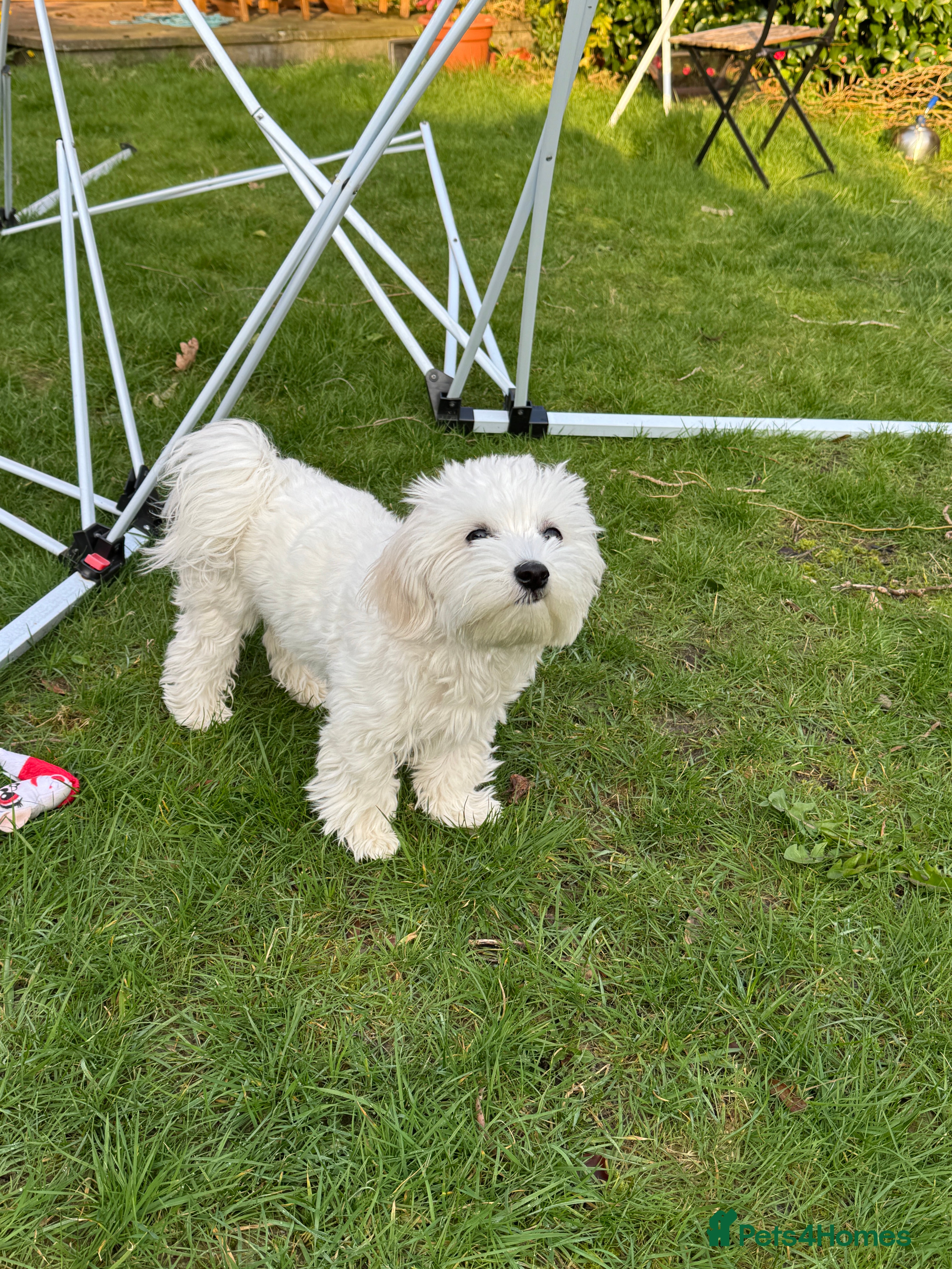 Maltese dogs  Maltese Girl – Nala (Looking for a Loving Home) - Advert 10