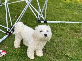 Maltese dogs Maltese Girl – Nala (Looking for a Loving Home) - Advert 10