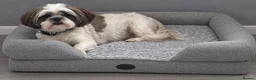 Shorkie dogs for sale: Shorkie puppies ready soon - Advert 7