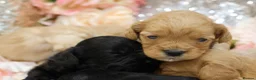 Cavapoo dogs for sale: *HEALTH TESTED*Cavapoo Puppies 5*LICENSED BREEDER* - Advert 12