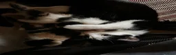British Shorthair cats for sale: 3 Gorgeous little ladies  - Advert 26