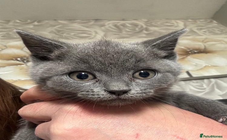 British Shorthair cats - Advert 11
