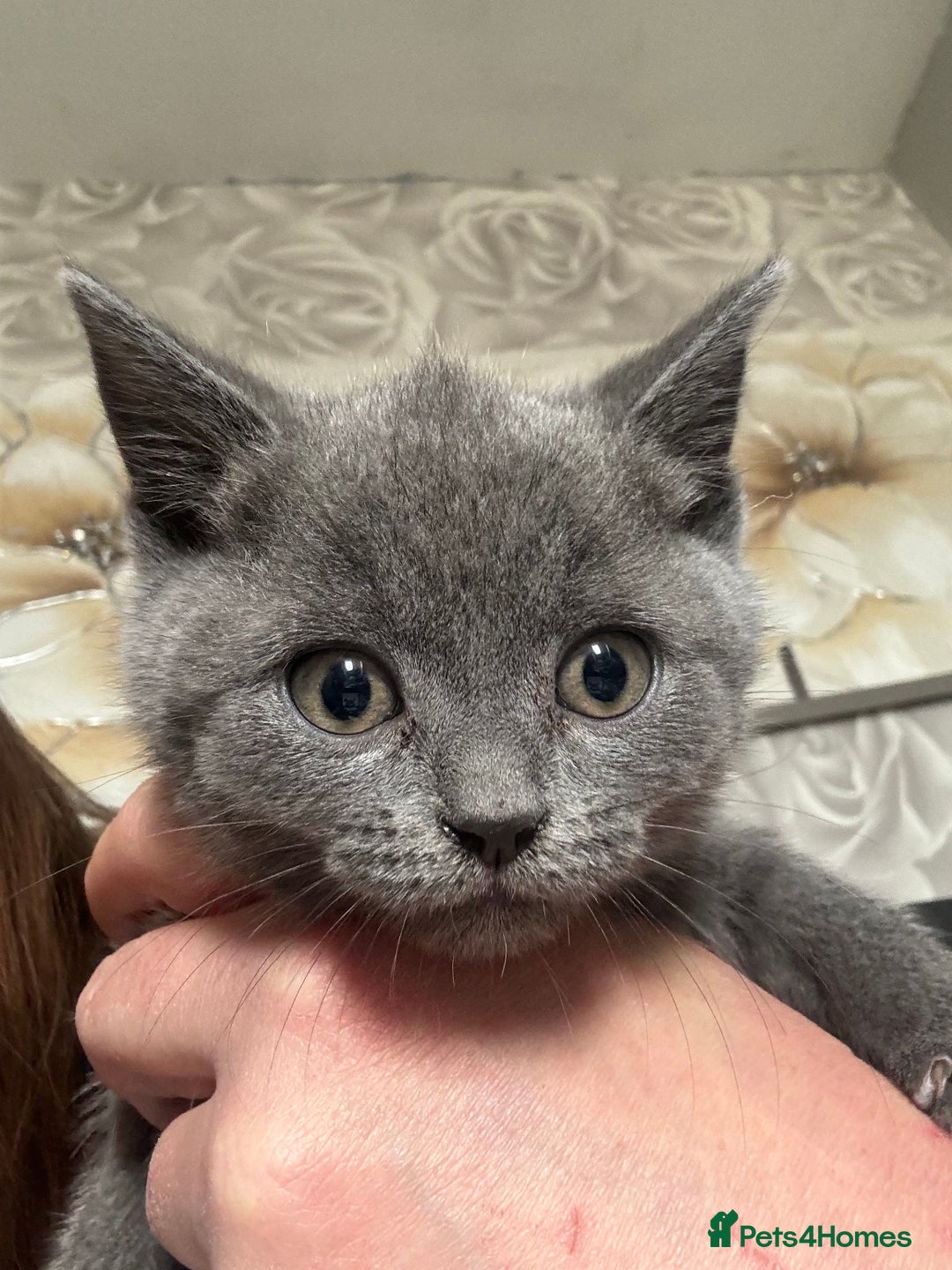 British Shorthair cats for sale: Still available male BSH kitten, Ready now!!! - Image 1