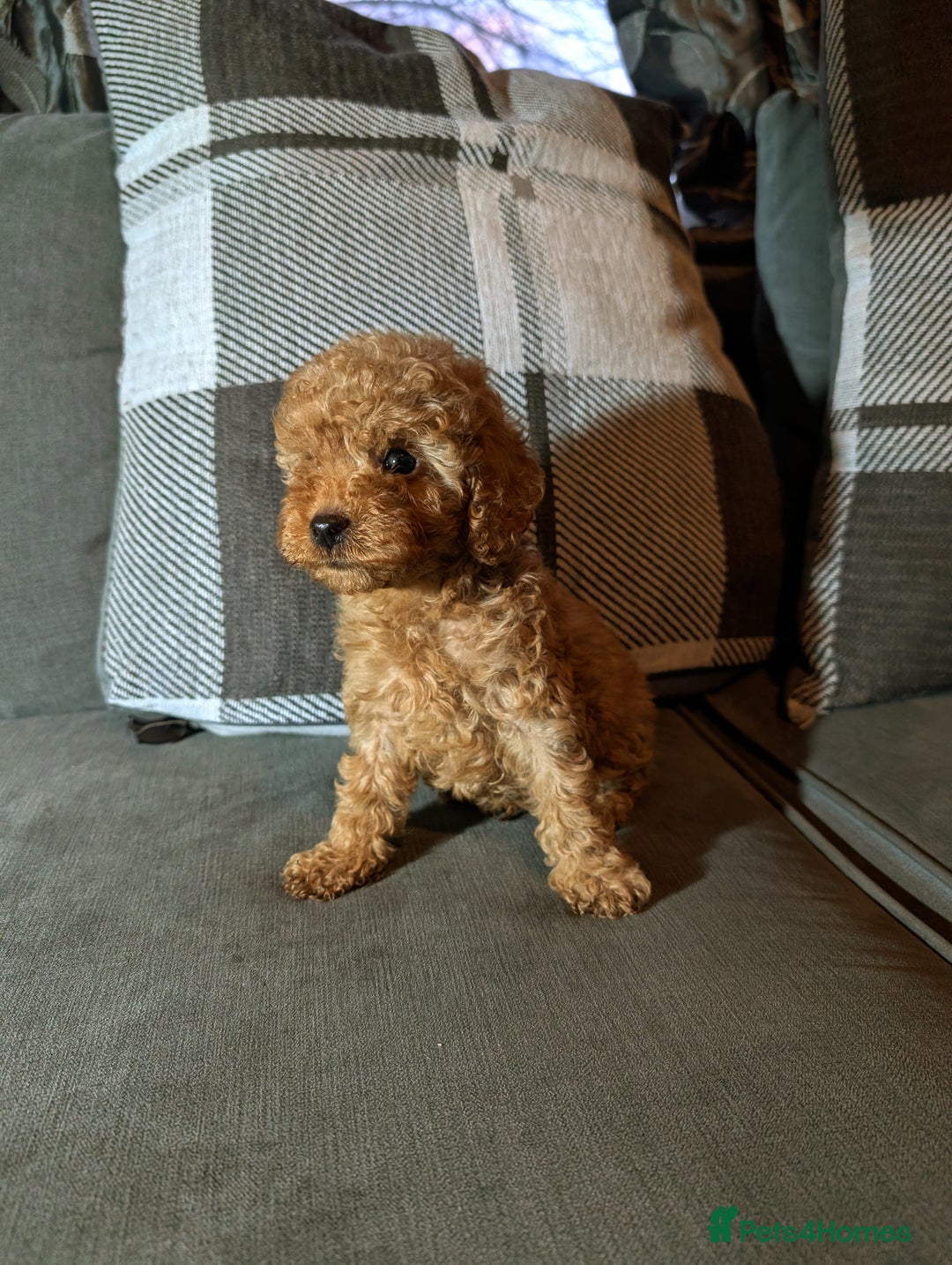 Cockapoo dogs for sale: Red cockapoos - Advert 5