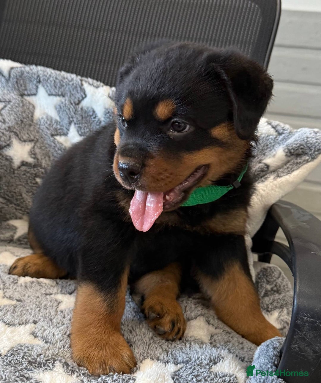 Rottweiler dogs for sale: quickly rottweiler puppy - Image 4