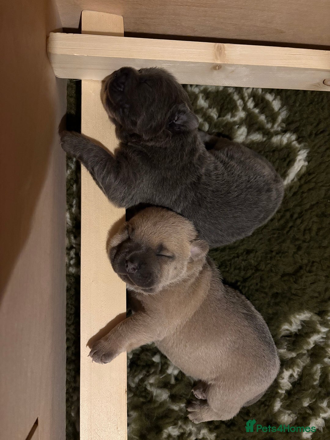 Mixed Breed dogs for sale: 🩷 STUNNING FRENCH CHOWS🩵 - Advert 11