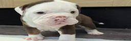 Olde English Bulldogge dogs for sale: 6 Olde English Bulldog puppies in Barry - Advert 28